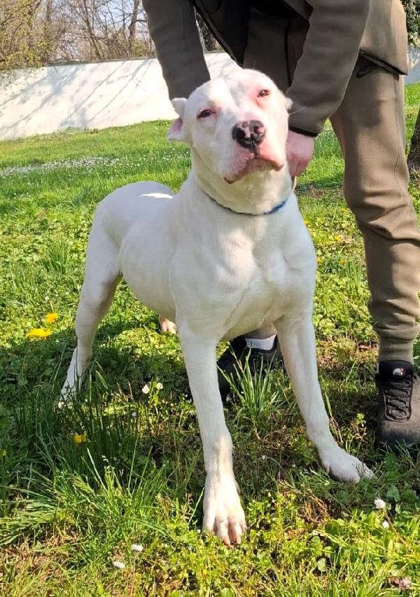 Albino Dogo Argentino